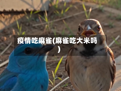 疫情吃麻雀(麻雀吃大米吗)