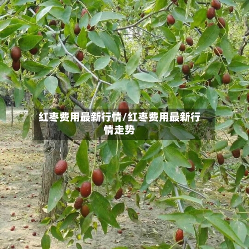 红枣费用最新行情/红枣费用最新行情走势-第2张图片