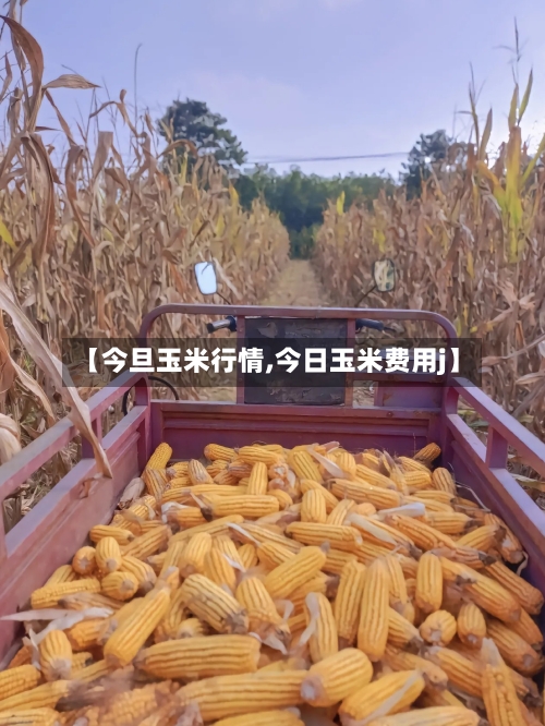 【今旦玉米行情,今日玉米费用j】