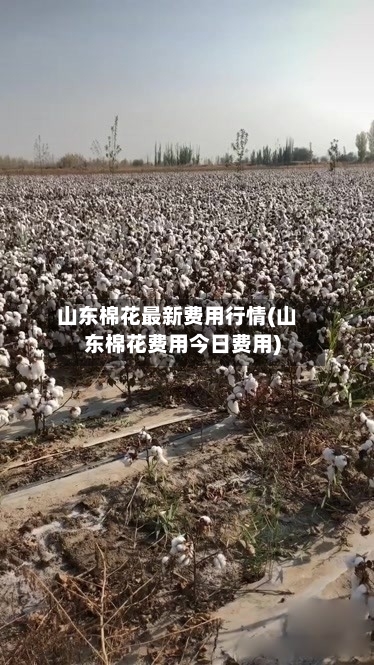 山东棉花最新费用行情(山东棉花费用今日费用)