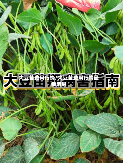 大豆苗费用行情/大豆苗费用行情最新消息